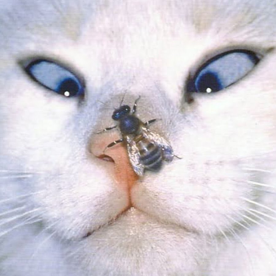 Зарема Тагирова ринопластика