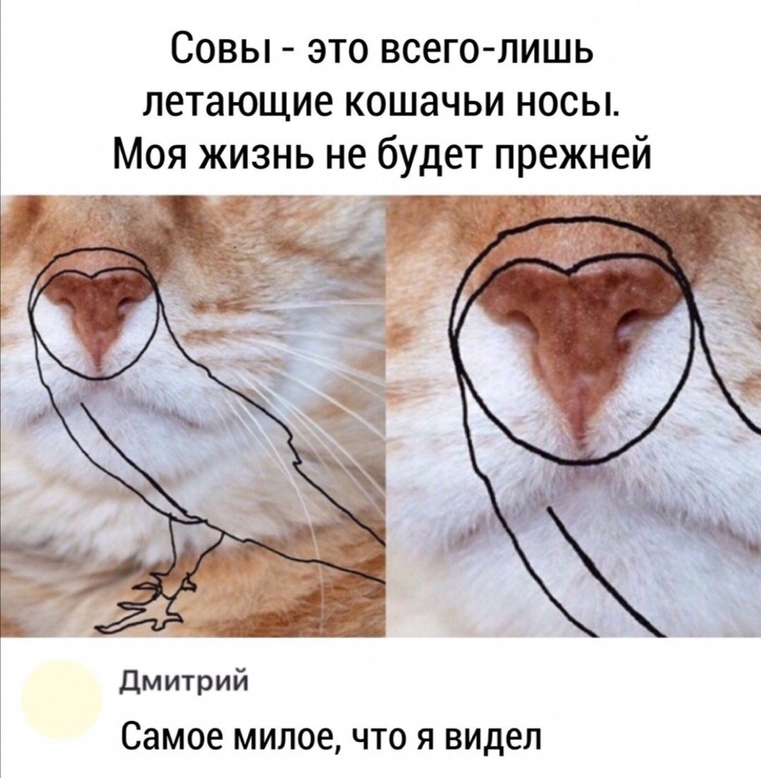 Кошачий нос розовый