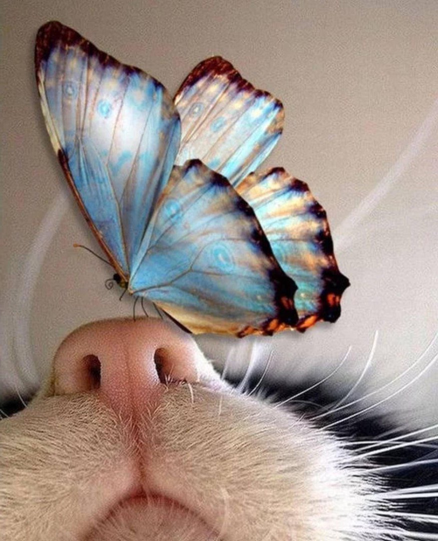 Нос мультяшная