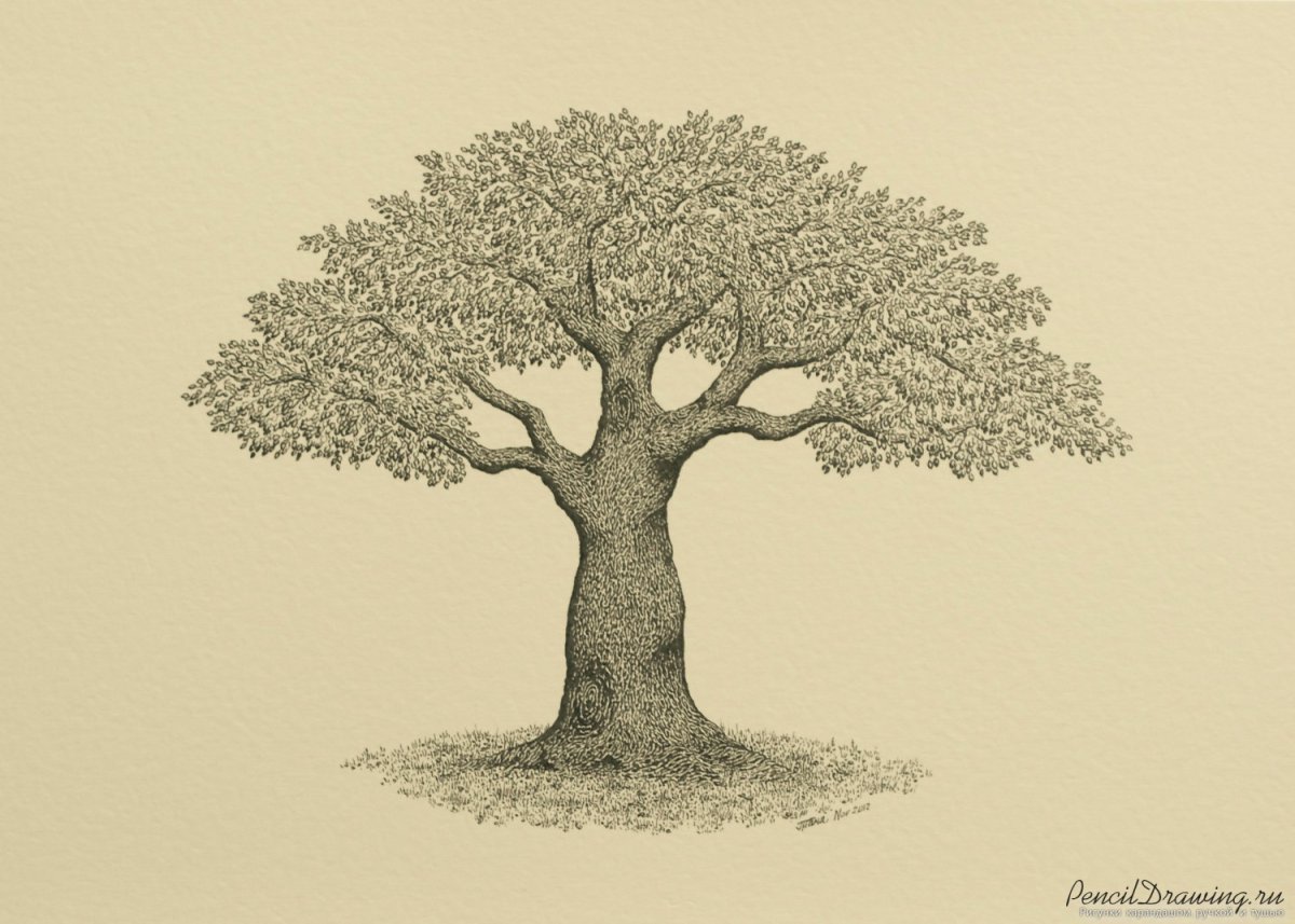 Дерево рисунок