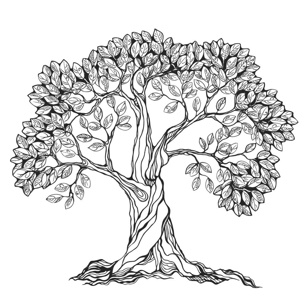 Дуб рисунок