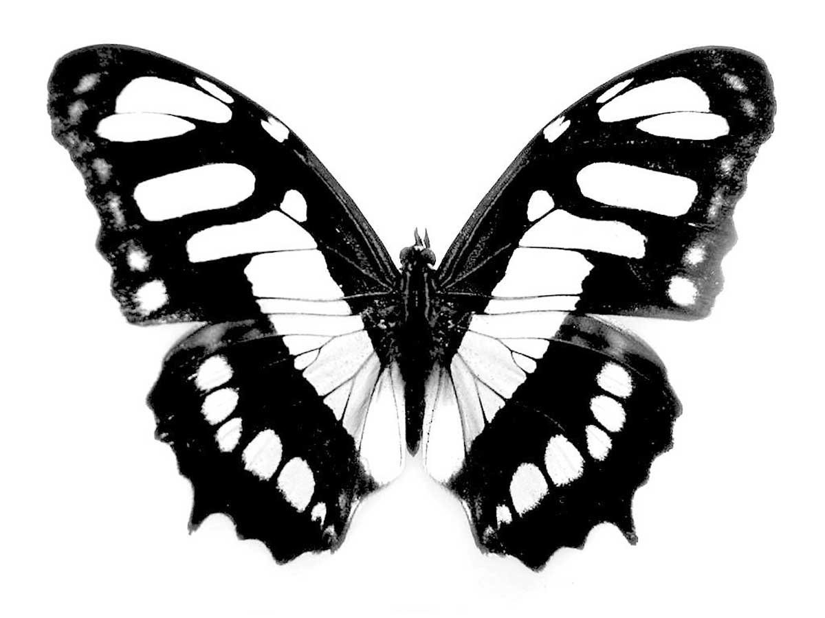 Бабочка рисунок