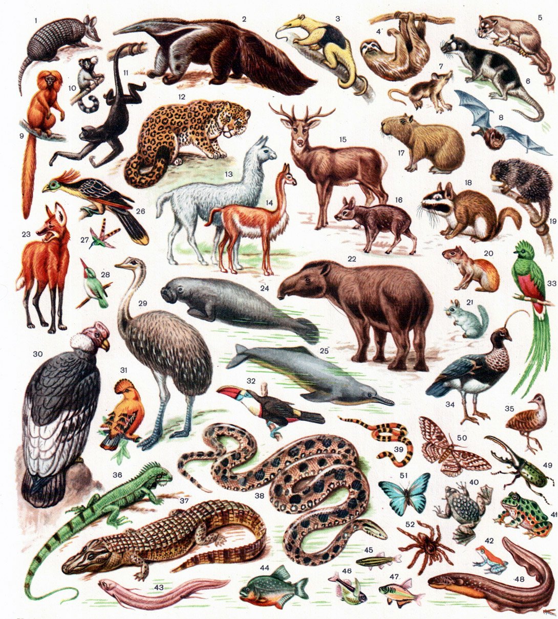 Неотропическая область животные Южной Америки