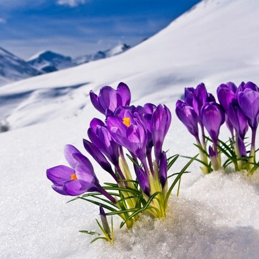 Цветок Крокус в снегу