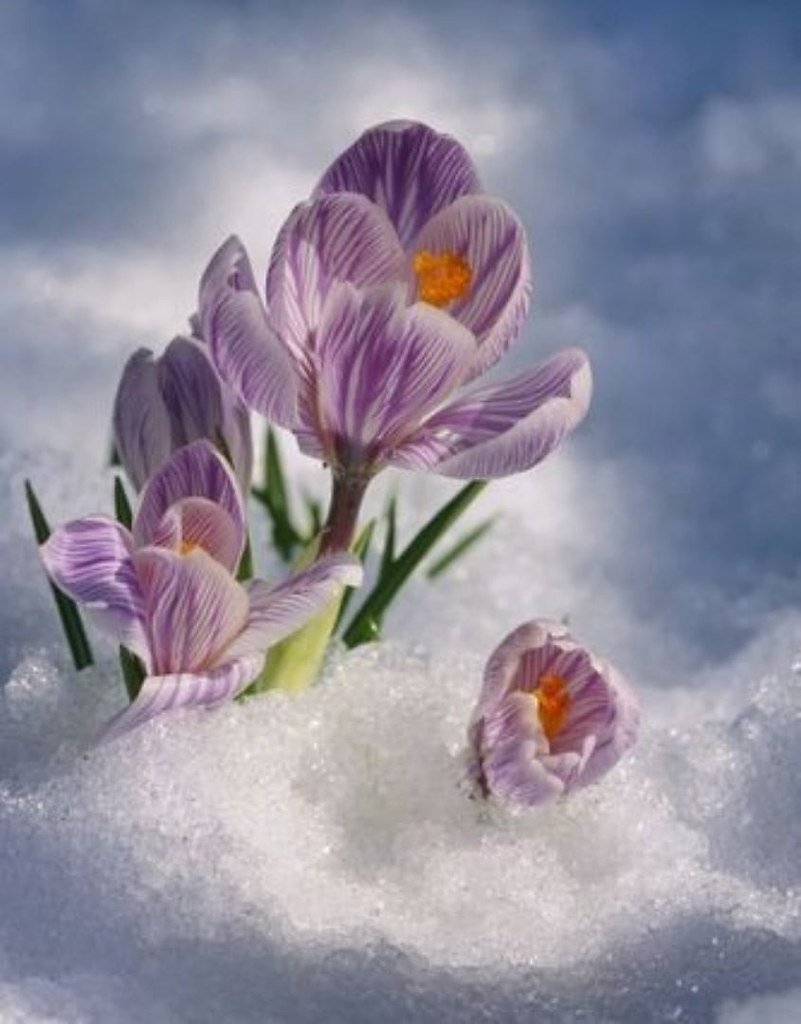 Крокусы в снегу