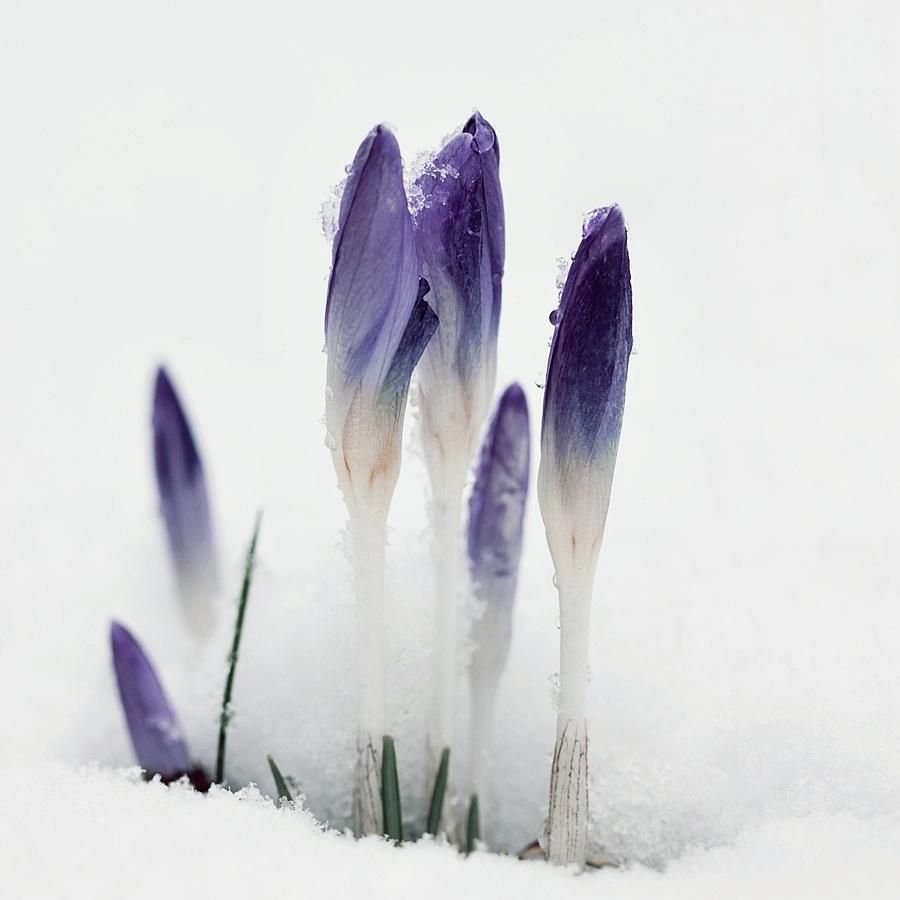 С первым днем весны мама