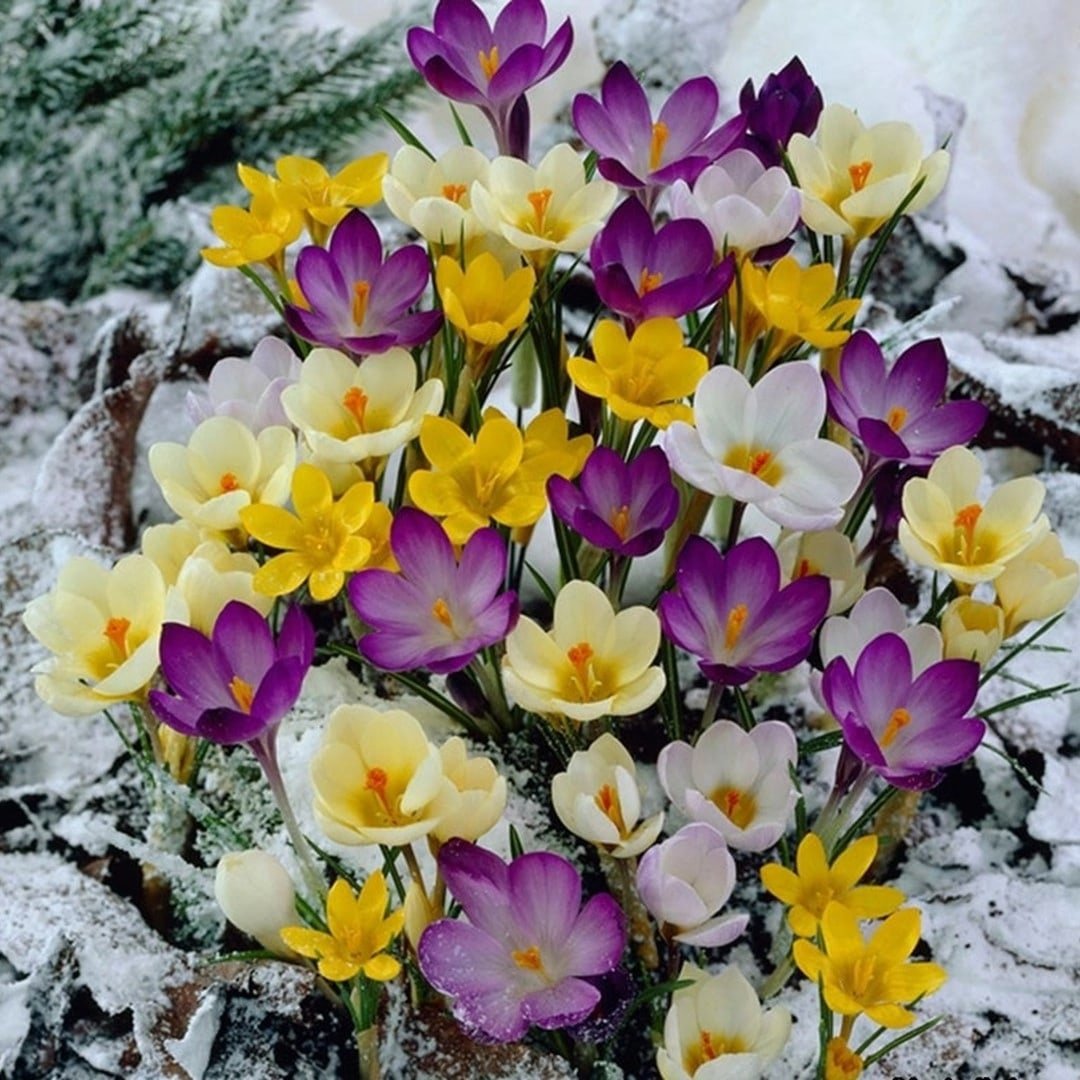 Цветы крокусы и подснежники