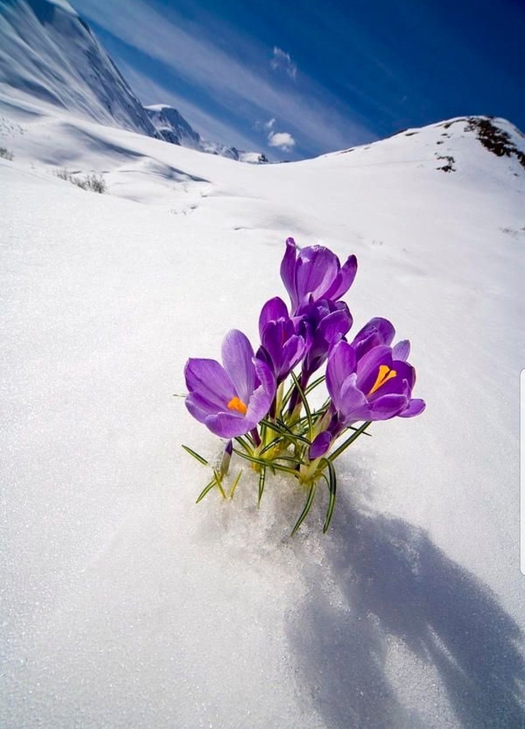 Весенние цветы
