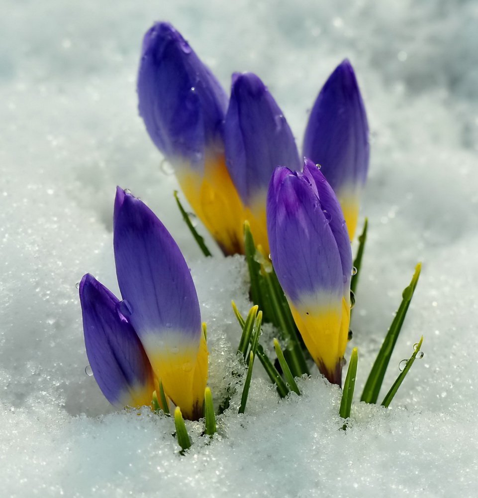 Весна подснежники крокусы