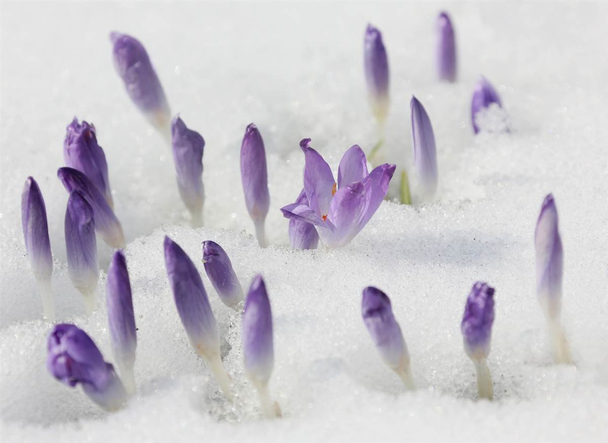 Картинки крокусы в снегу красивые