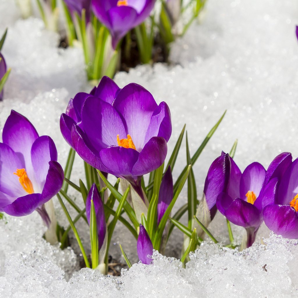 Весна подснежники крокусы