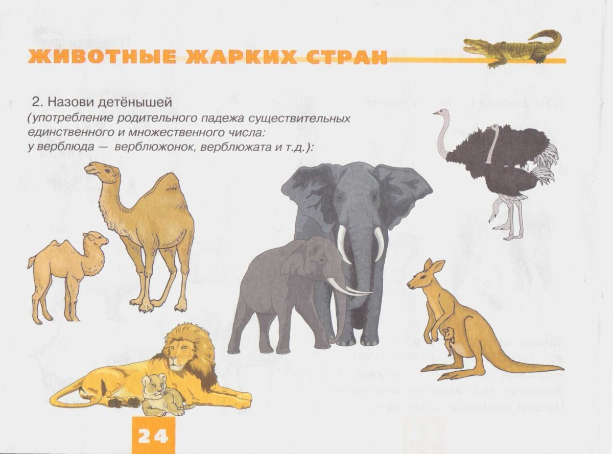 Тема животные жарких стран