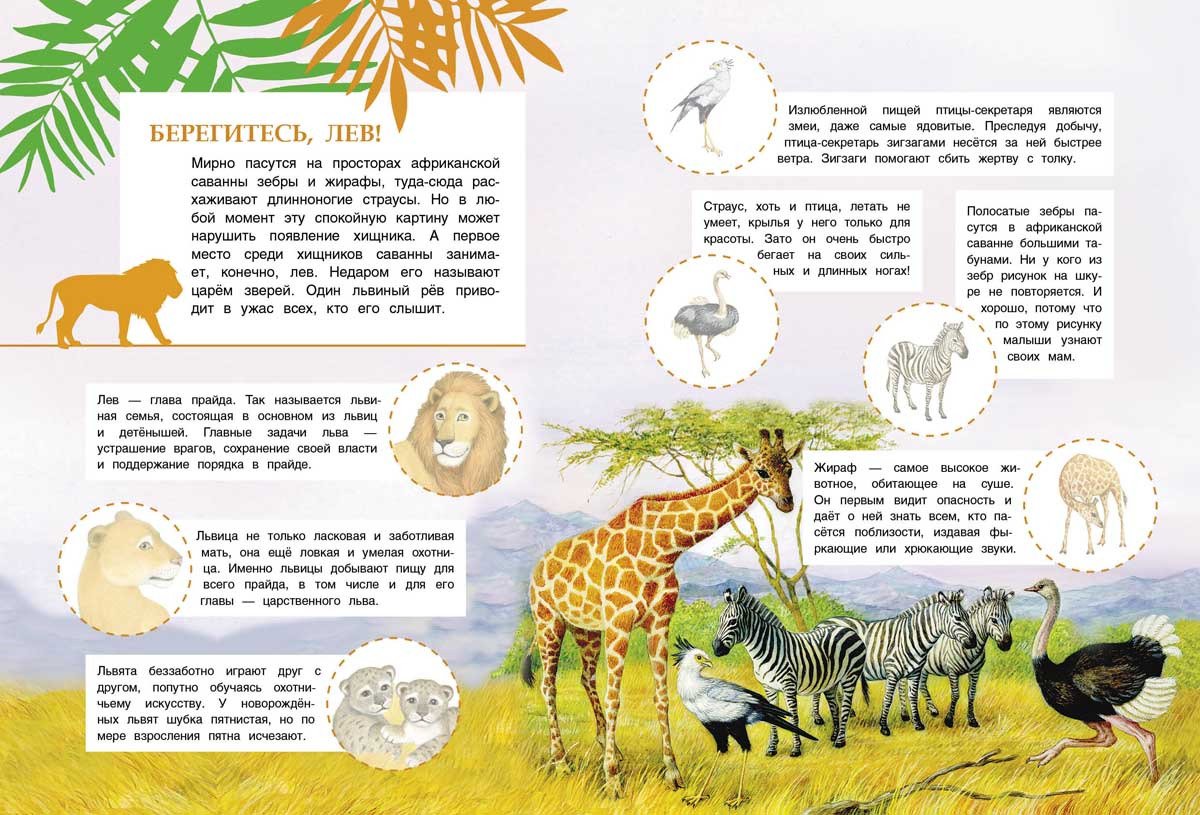 Дидактическая игра мама и Детеныши жарких стран