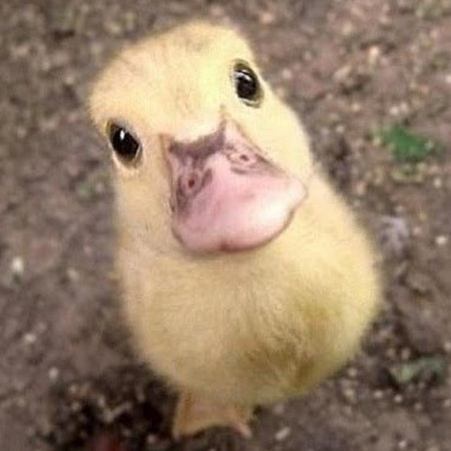 Уточка Живая смешная