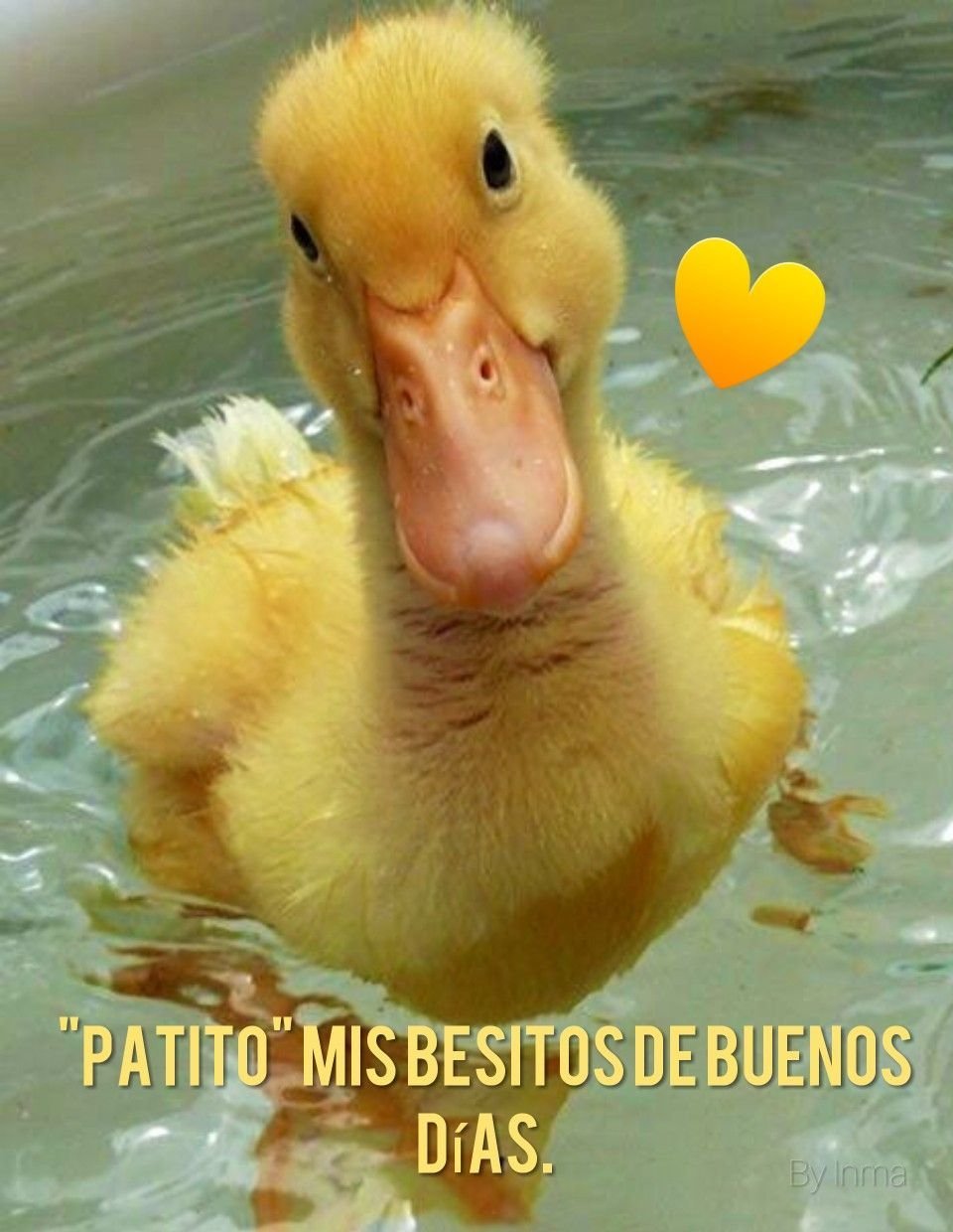 Смешные утята