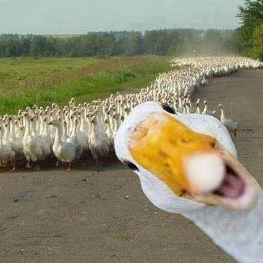 Веселые гуси