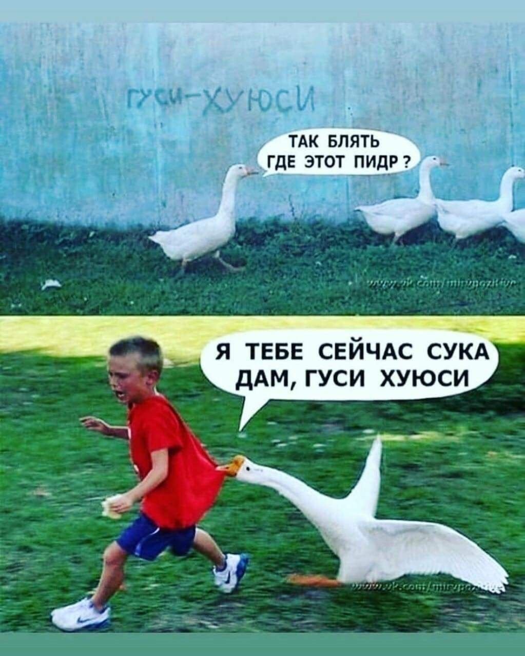 Мемы про гусей