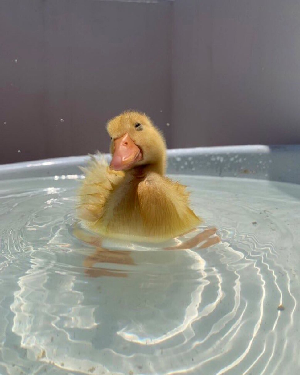 Утка купается