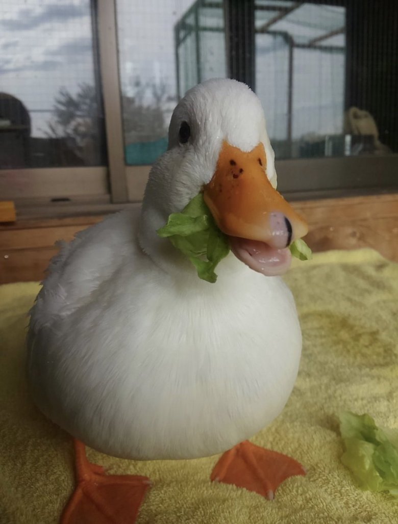 Смешная утка