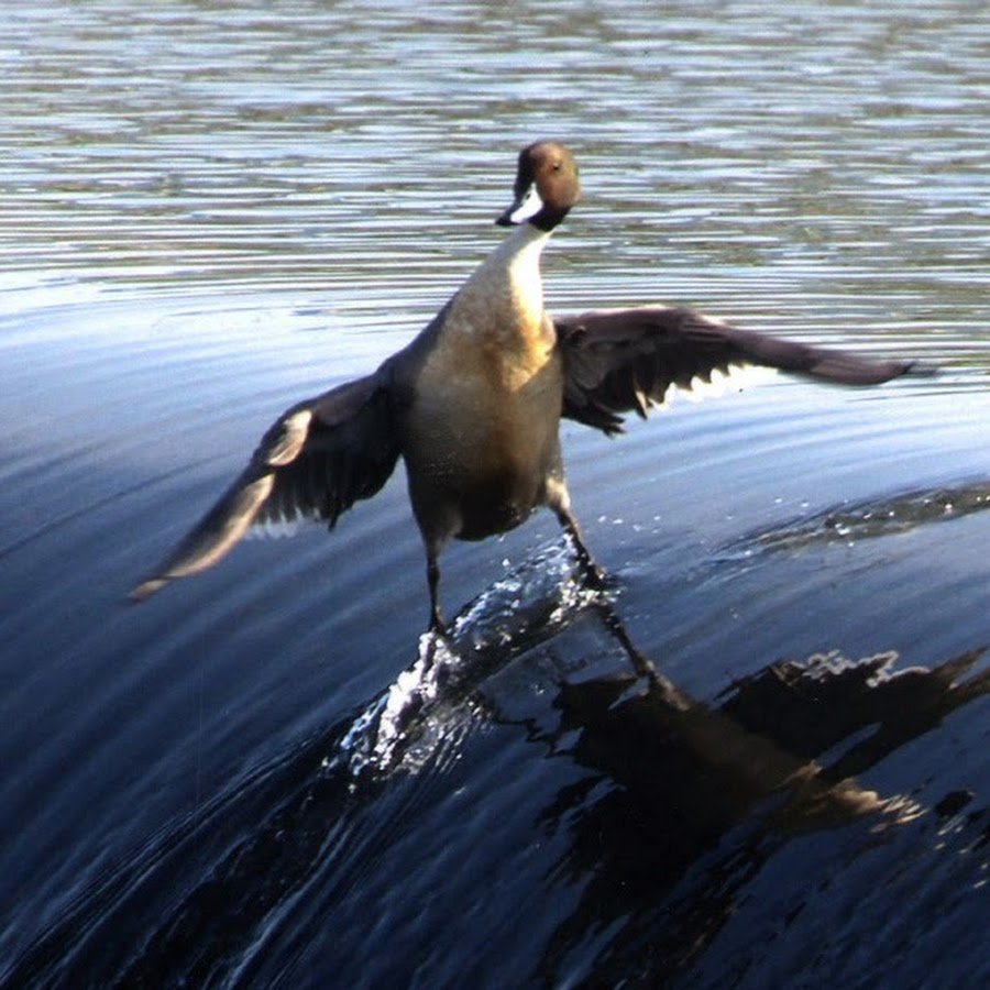 Приколы про утку