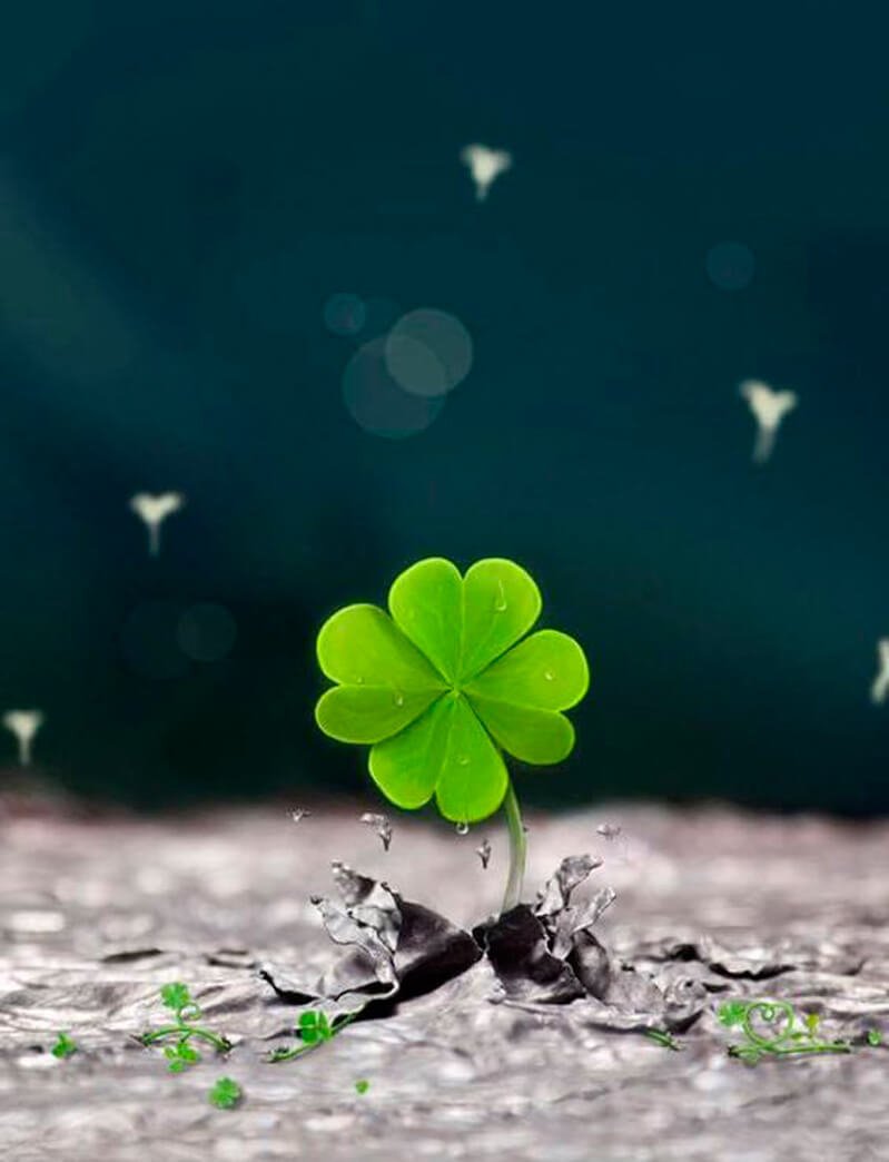 Заставка на рабочий стол Клевер четырехлистный