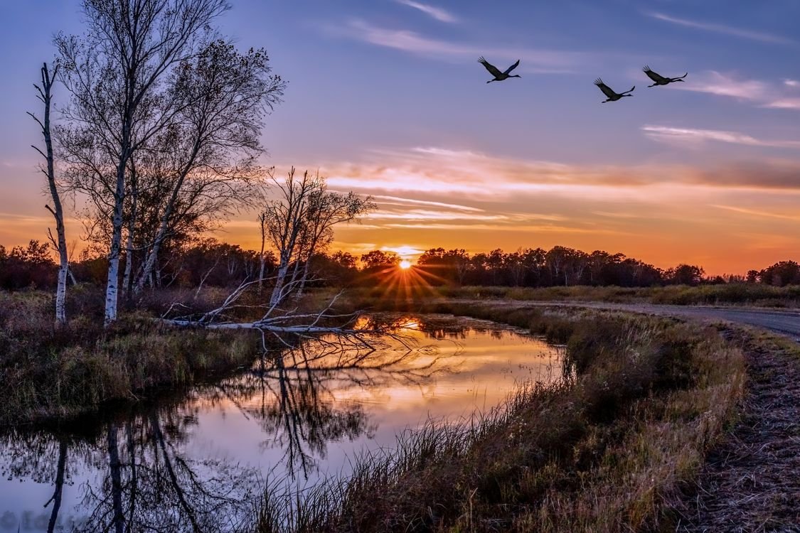 Птицы над рекой