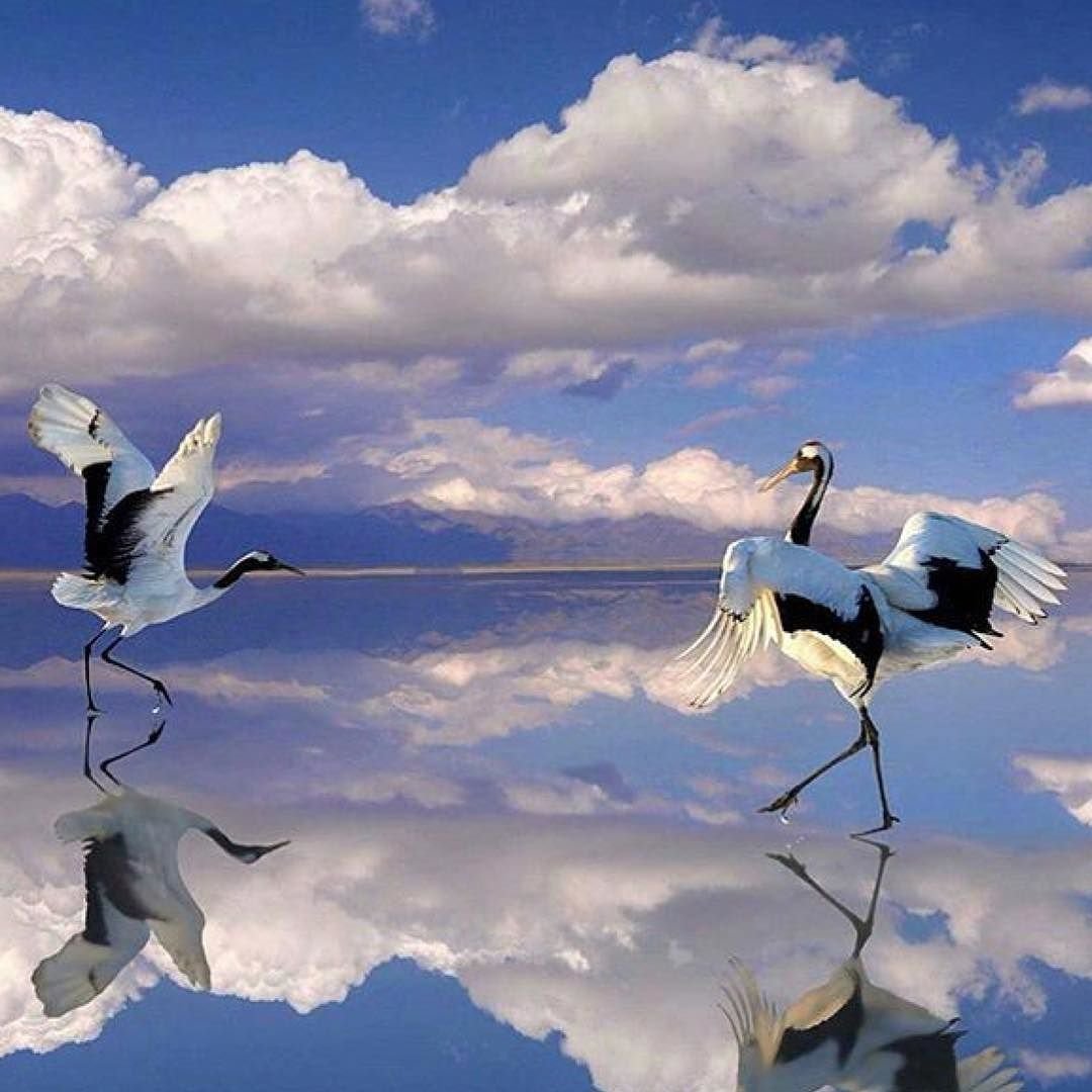 Танцующие Аисты