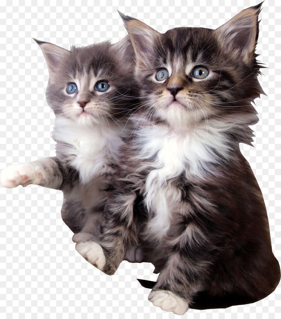 Котята блестяшки