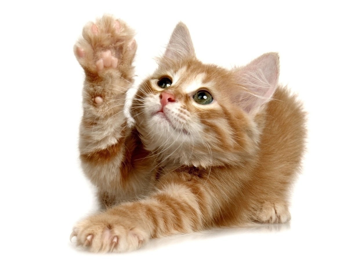 Кот без заднего фона