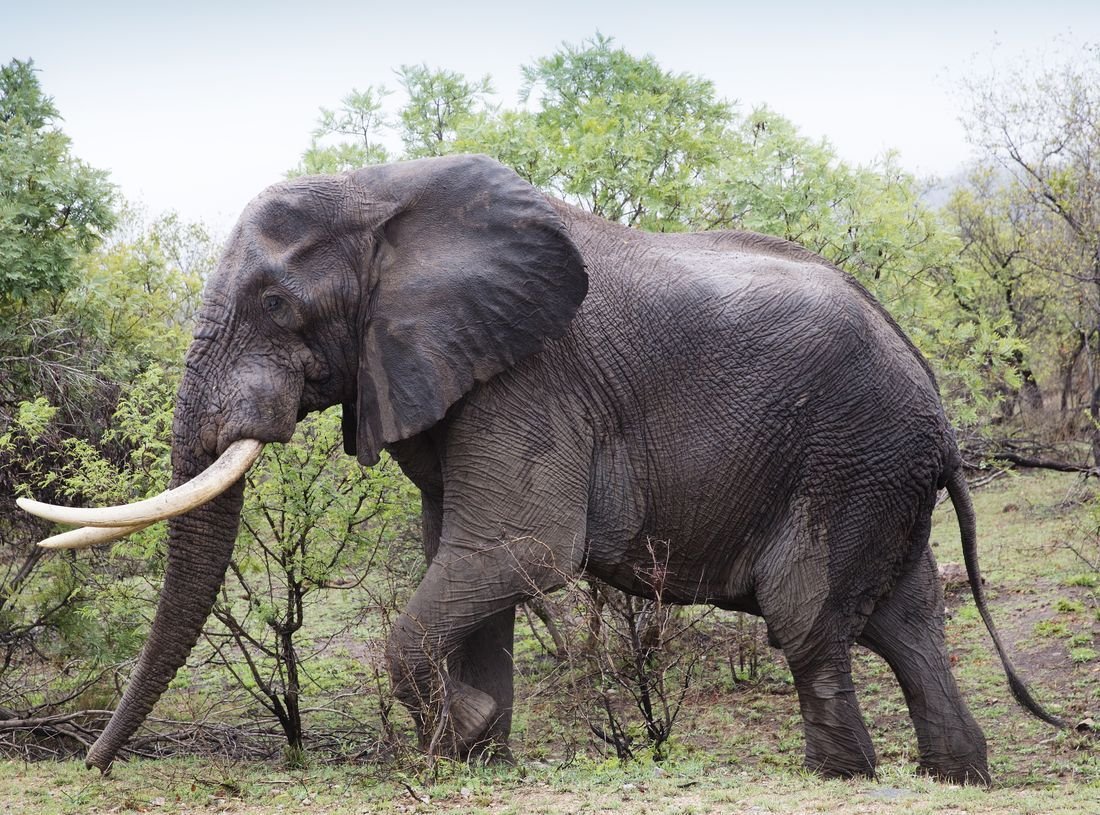 Индийский слон домашний