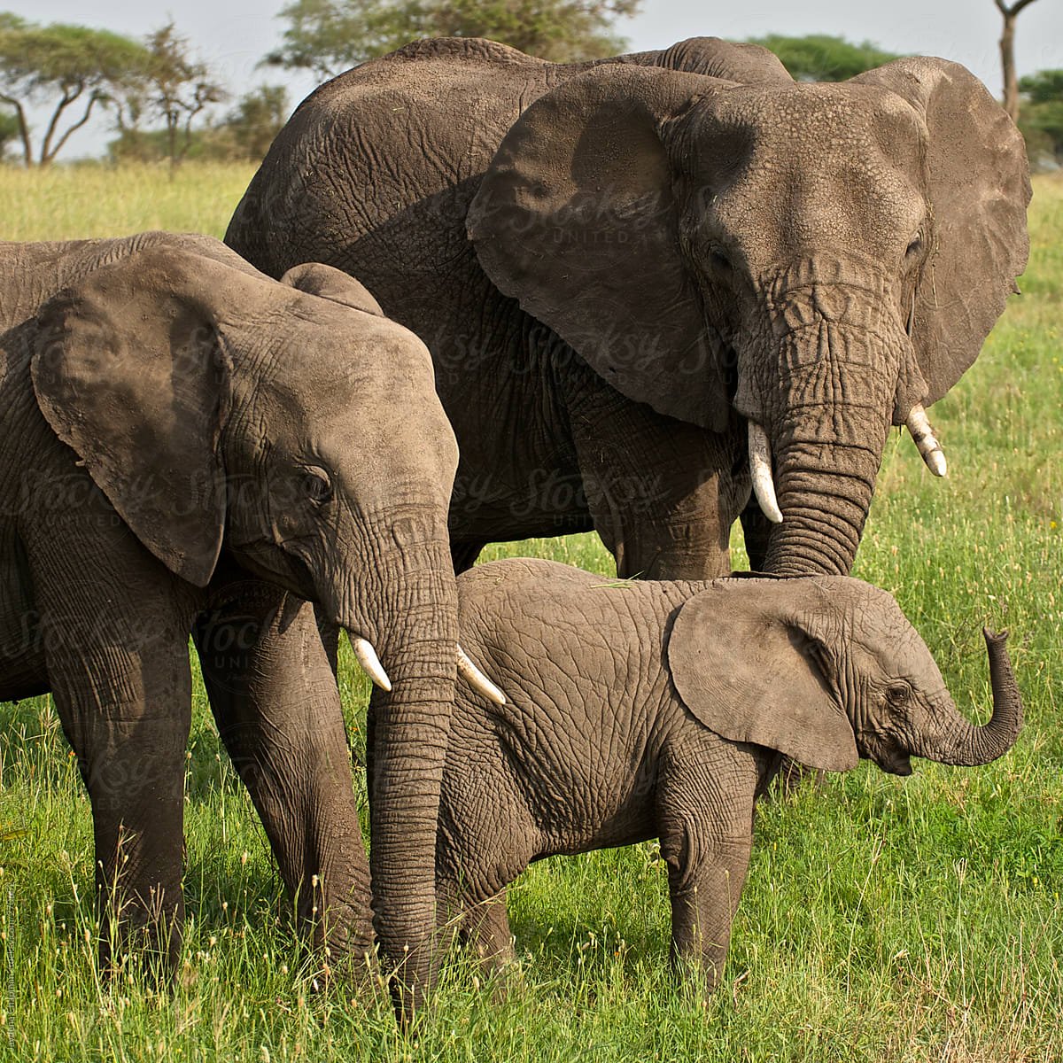 Сколько диких слонов. Слон. Африканский слон. Слоны фото. Африканский слон фото.
