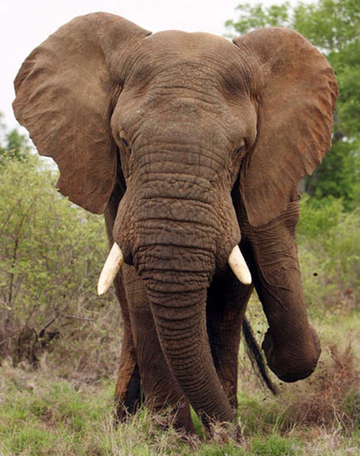 Слон злится