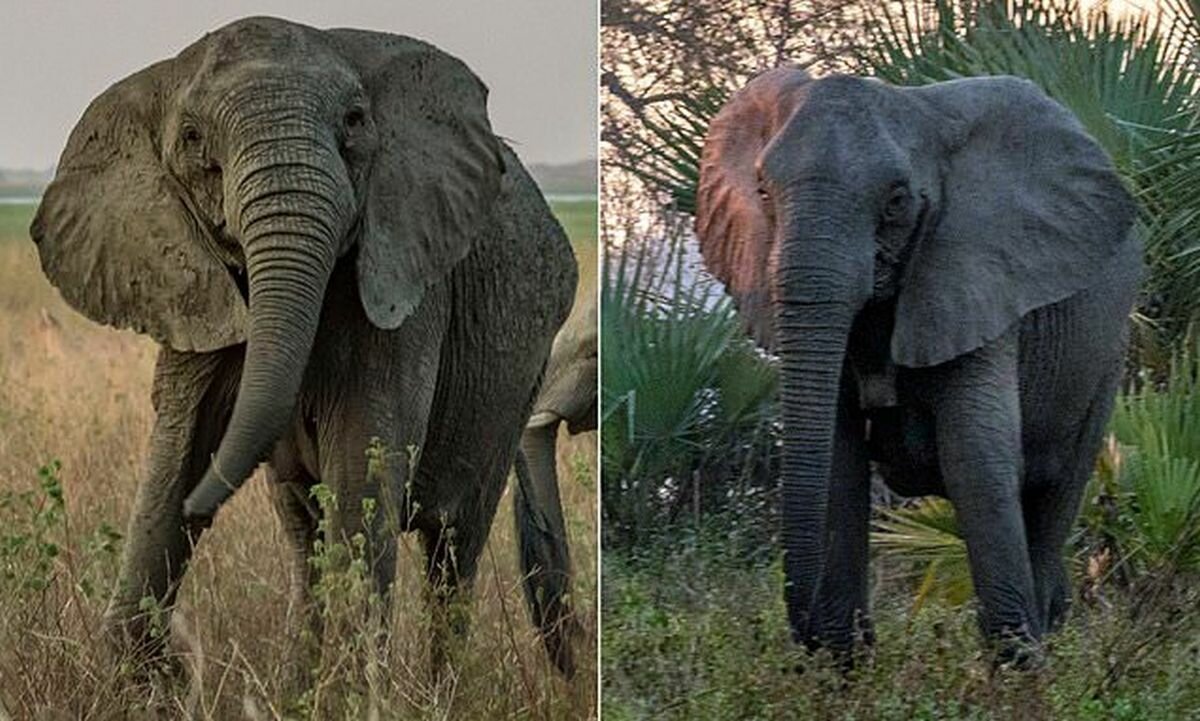Как отличить африканского слона. Слон без бивней. Бивни слона. Африканский и индийский слон.