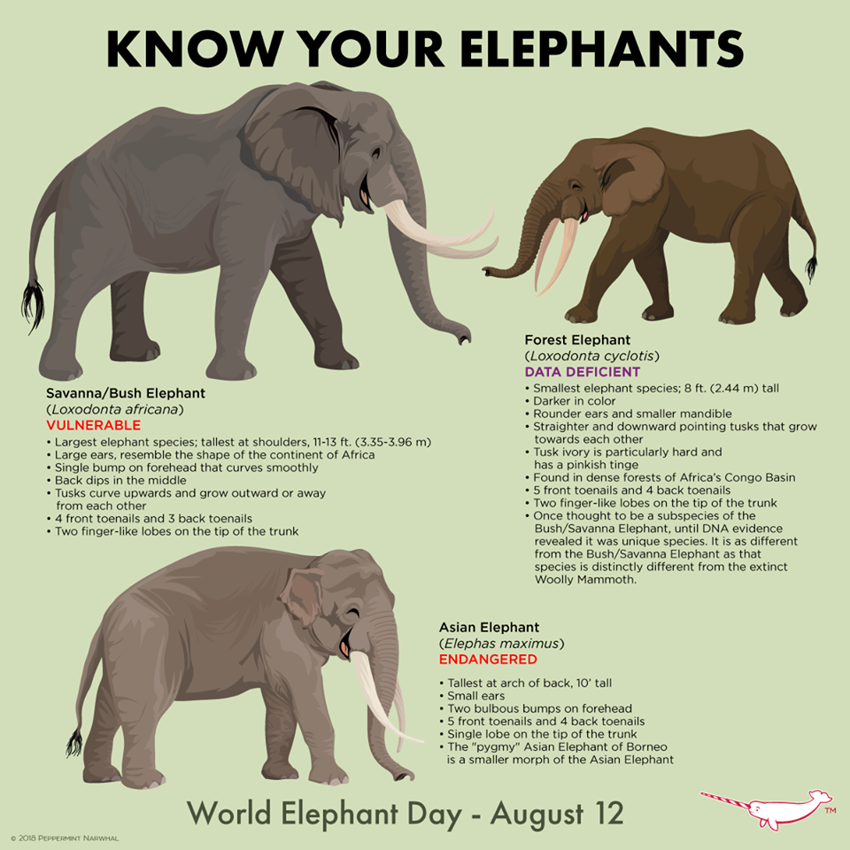 Африканский и индийский слон сравнение