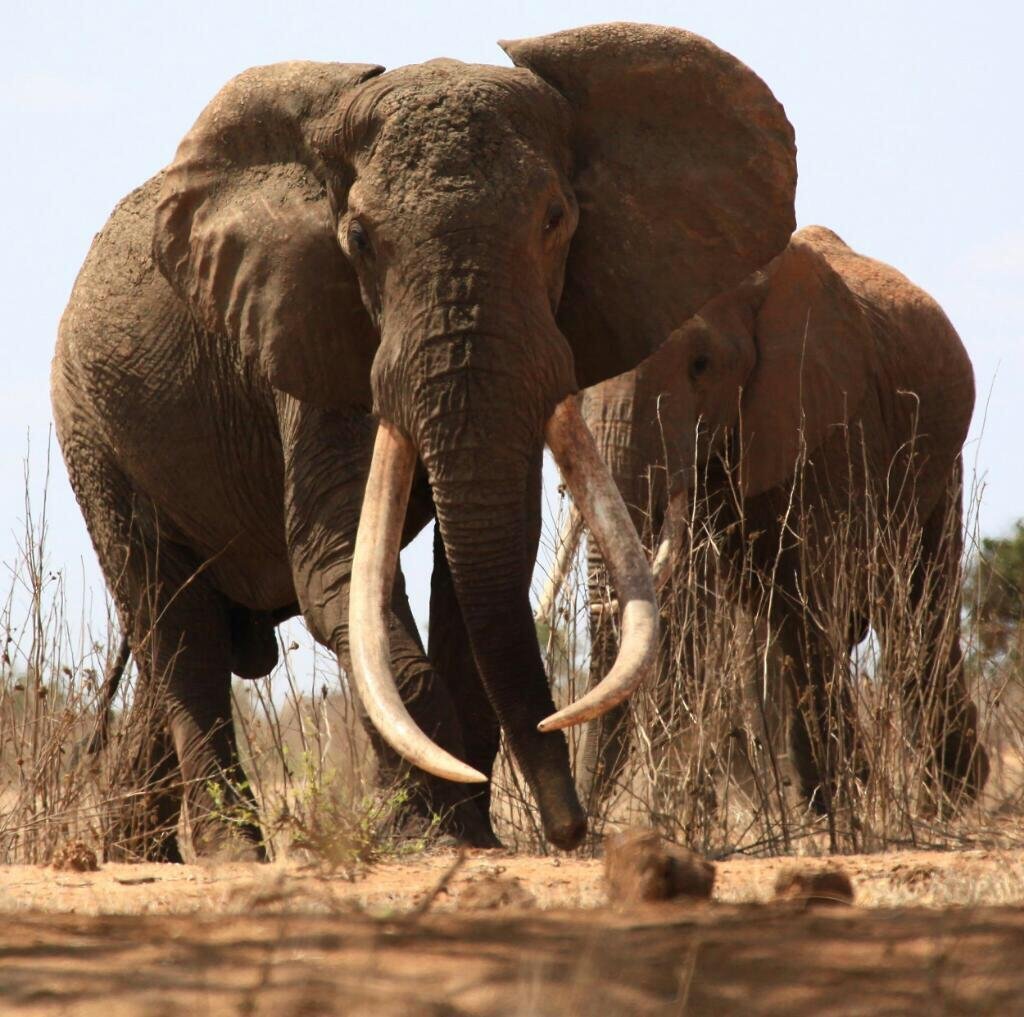Высшую гну. Самка слона. Африканский слон. Африканский слон (самка). Одомашненный Африканский слон.