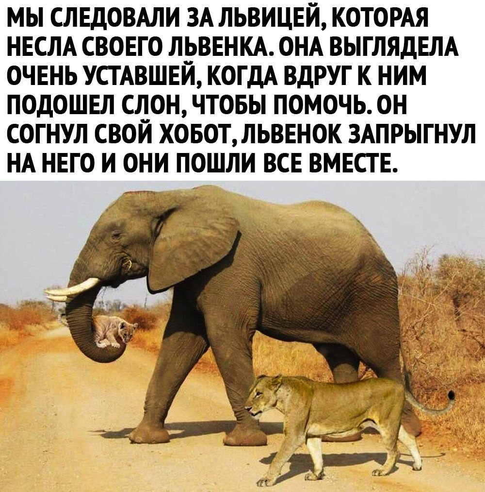 Слониха несет львенка на водопой