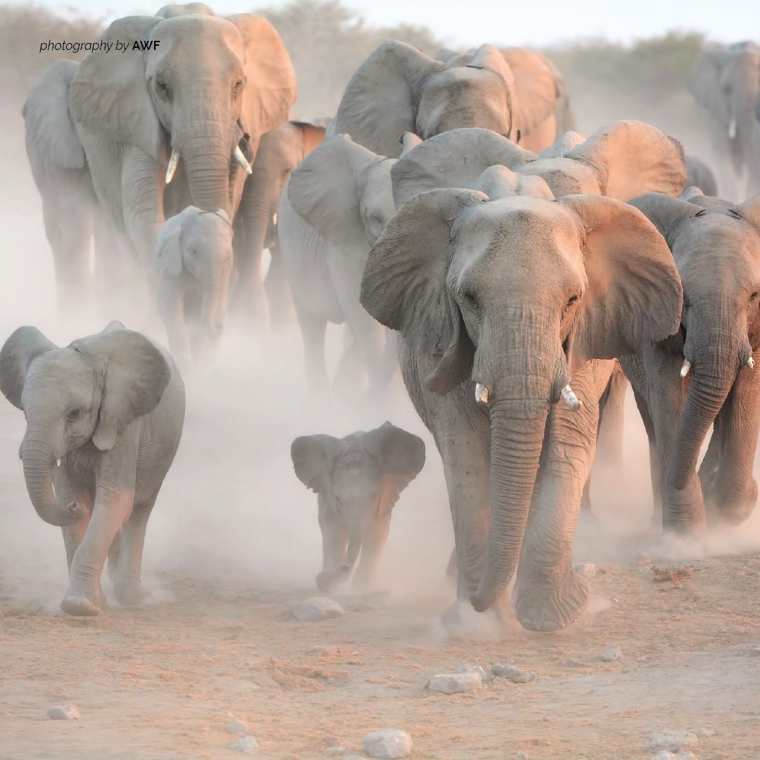 Слон и другие животные