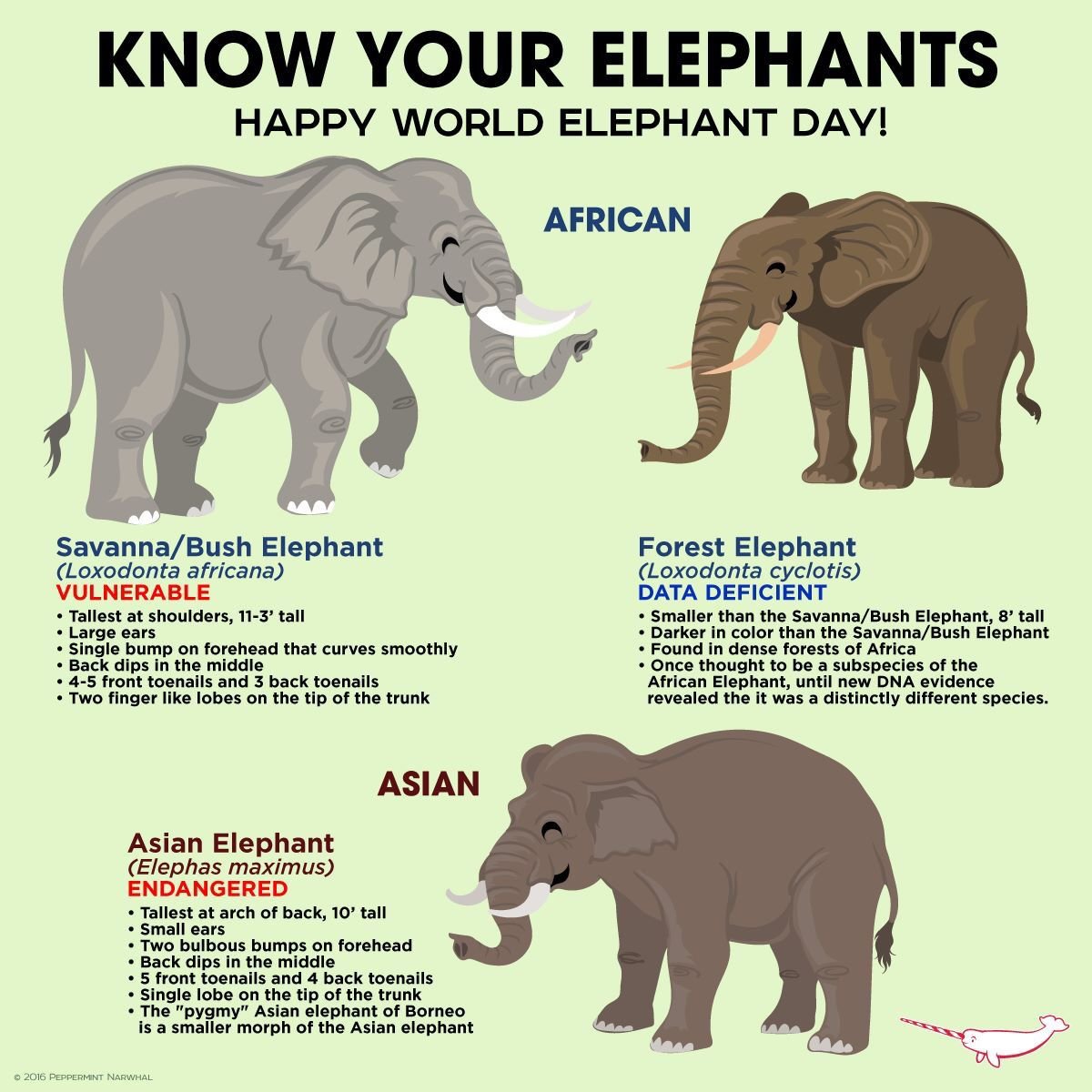 Слон инфографика