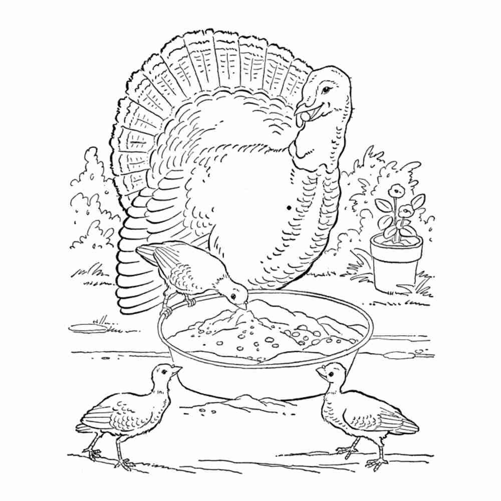 Раскраска птичий двор