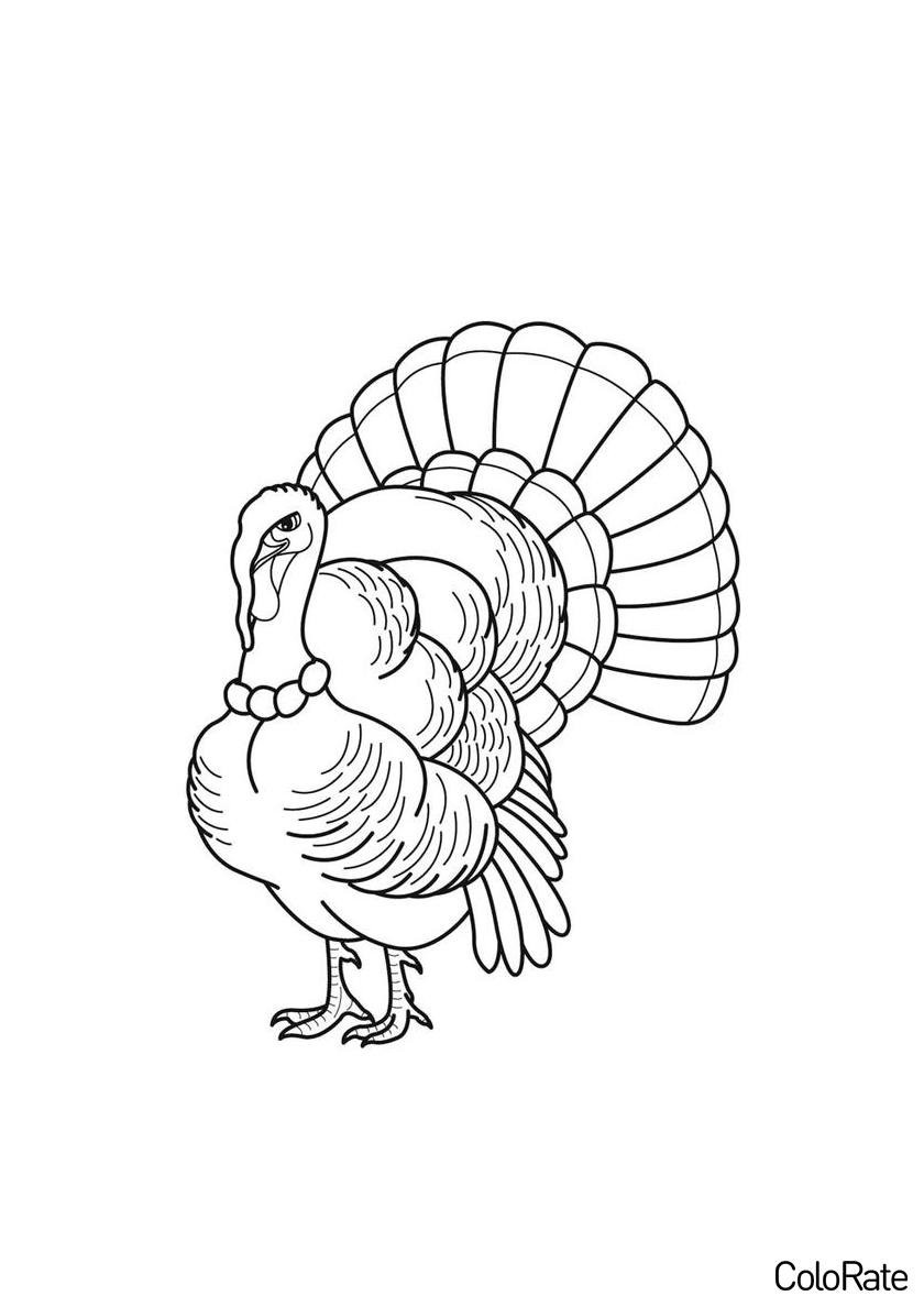 Индюк индюшка и индюшата раскраска