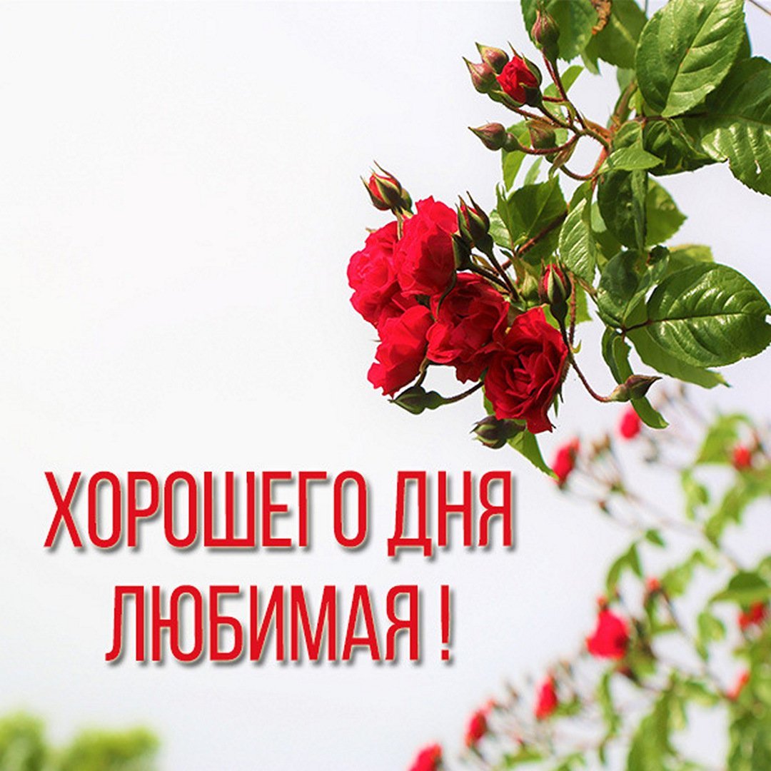 Добрый день любимая