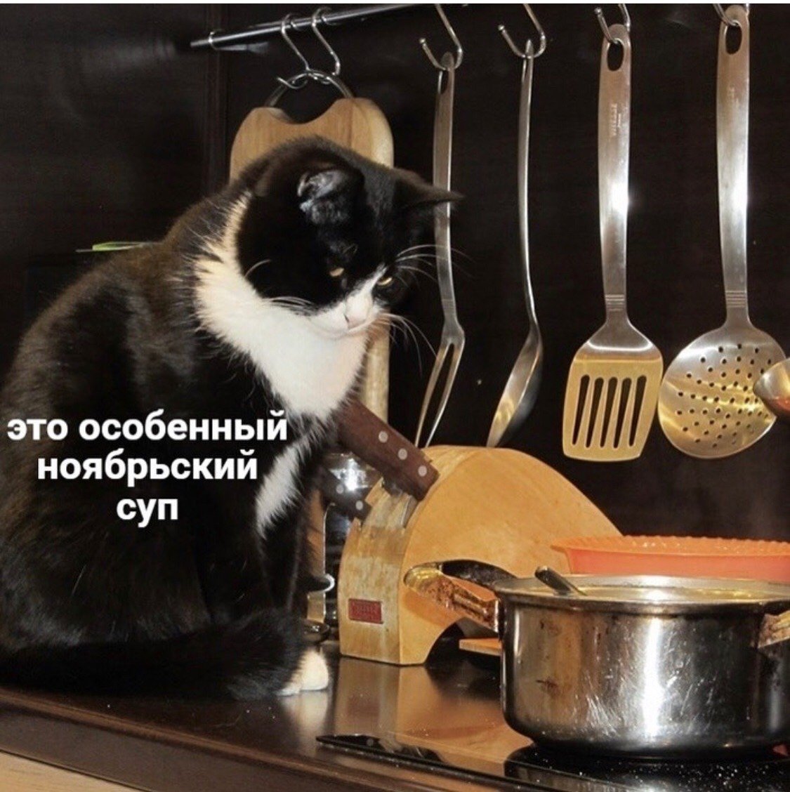 Кошка готовит