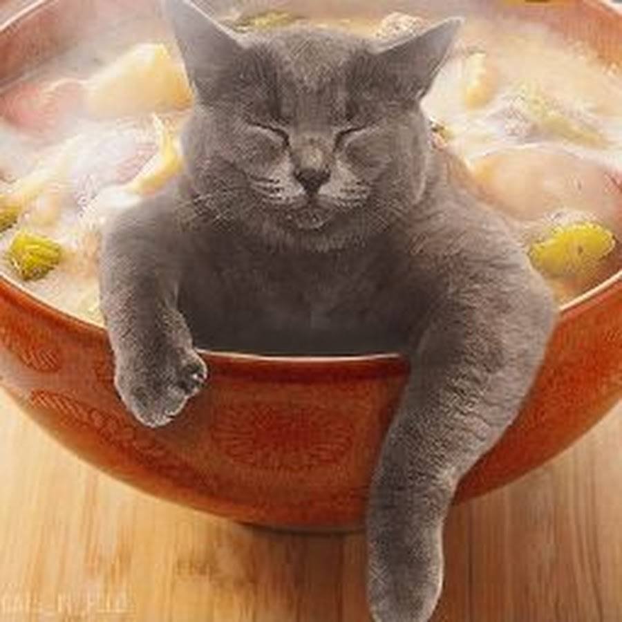 Еда для кошек