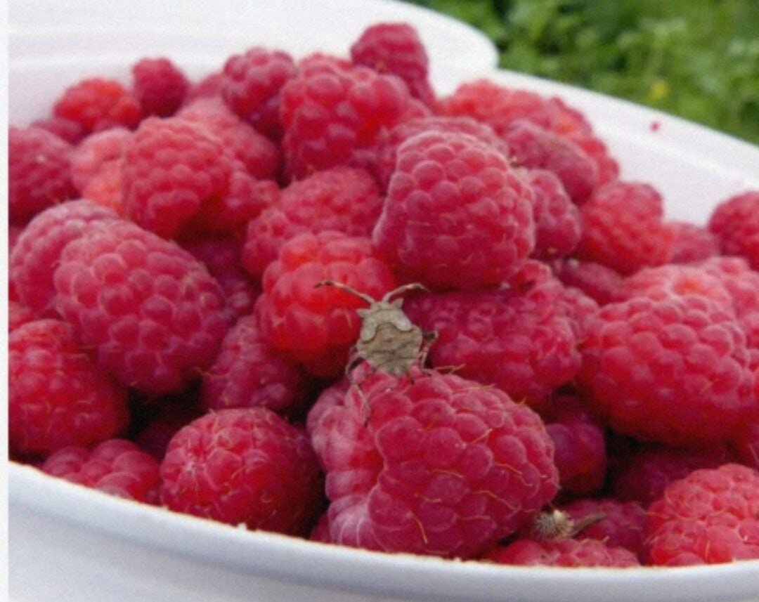 Ягоды для инстаграма