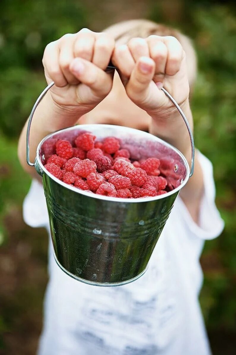 Малина в контейнере