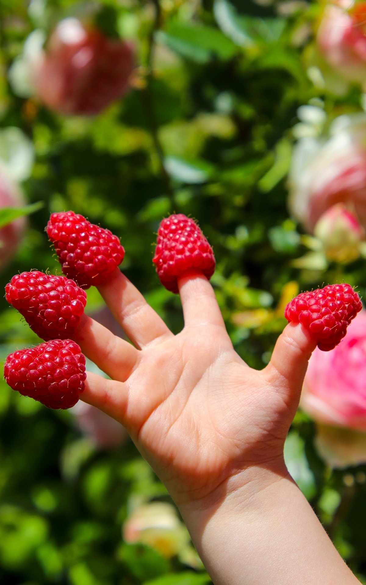 Малина Мангер