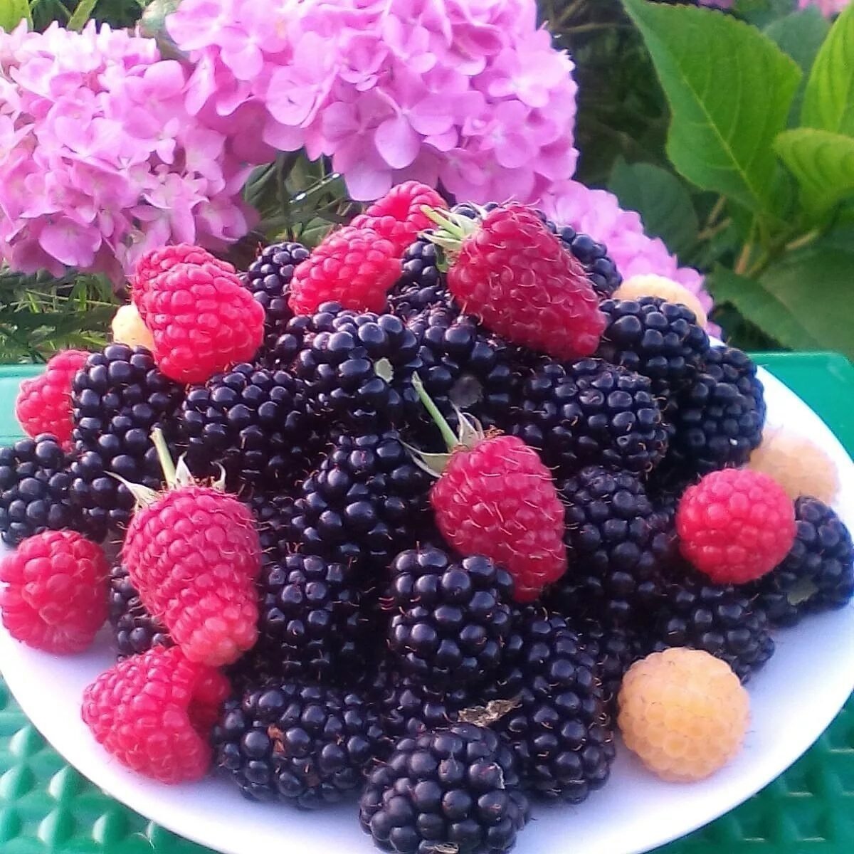 День малинового варенья 16 августа