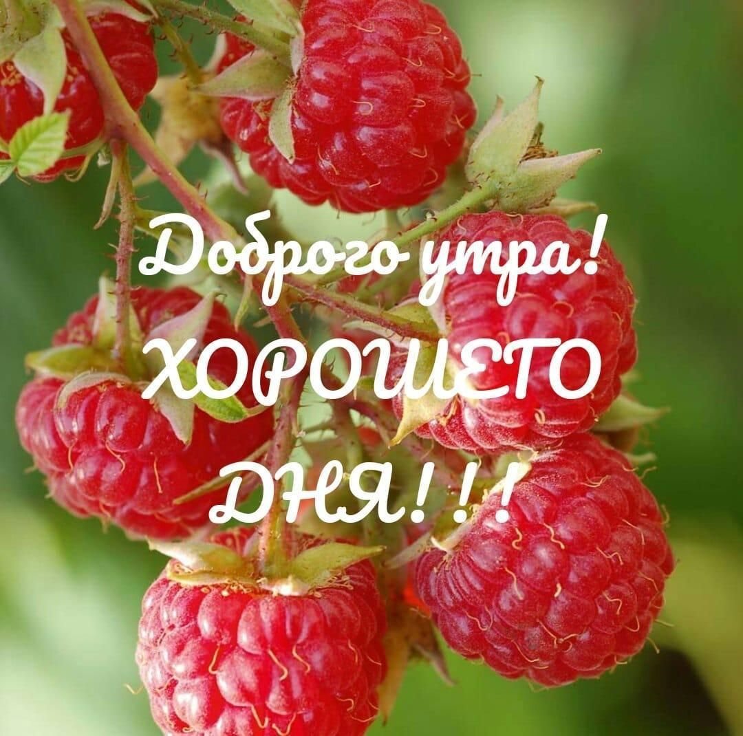 Ягоды Эстетика