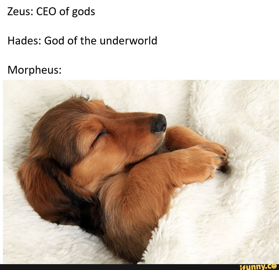 Добрый вечер с животными