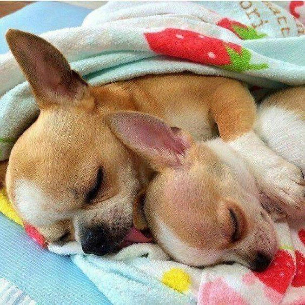 Пожелания с добрым утром с собачками